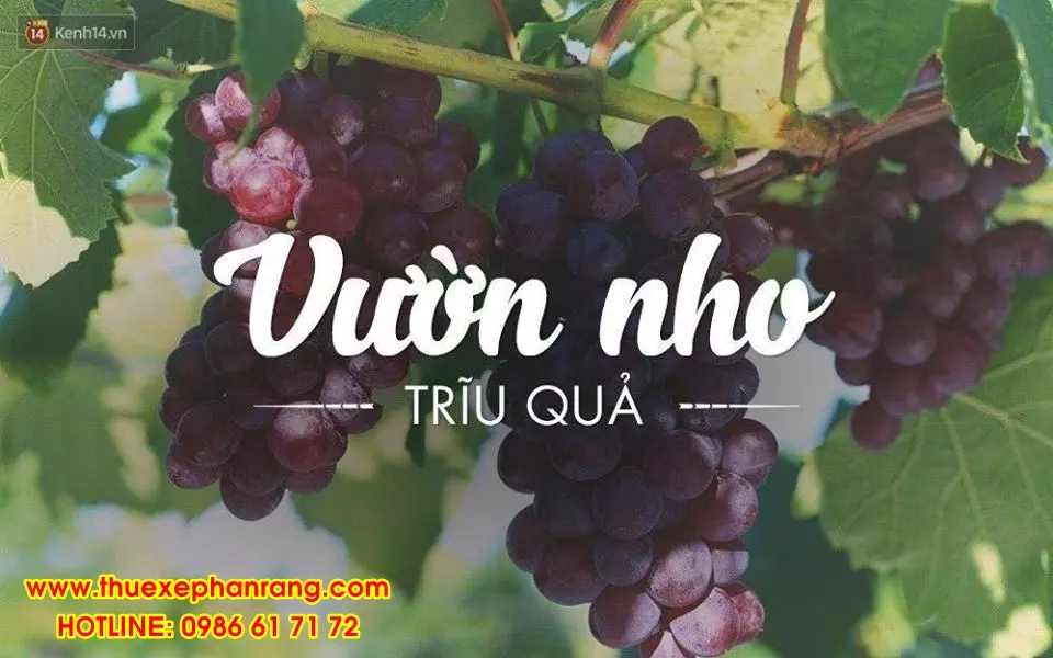 Dịch vụ thuê xe du lịch tham quan vườn Nho Thái An tại Ninh Thuận