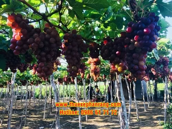 Công ty cho thuê xe 4, 7, 16, 29, 45 chỗ tham quan Vườn nho Thái An giá rẻ, uy tín, chuyên nghiệp tại Phan Rang Ninh Thuận
