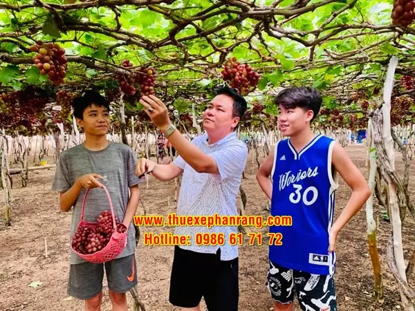 Thuê xe đưa đón sân bay Cam Ranh về Phan Rang Ninh Thuận và tham quan các điểm du lịch Vườn nho Thái An